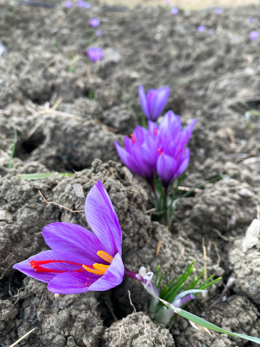 Fiore di zafferano